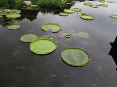 -荷塘月色湿地公园·向阳花洲