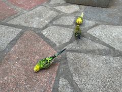 -南宫五洲植物乐园