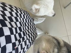 -怪兽屋·羊驼·猫咖·狗咖(俊华广场店)