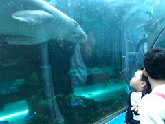 -悉尼海洋生物水族馆