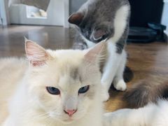 -东方名猫馆·英短金渐层布偶猫舍(环线广场1号楼店)