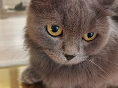-飞行喵MR PILOT|猫舍·猫咖(静安大融城店)