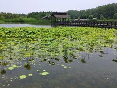 -溱湖国家湿地公园