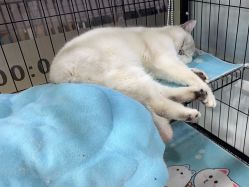 -镁连社·美联社