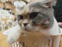 -藦茜花园宠物主题亲子互动体验馆(国顺东路店)