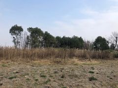 -三垟湿地