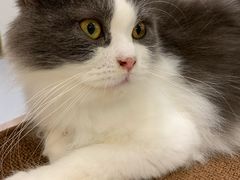 -飞行喵MR PILOT|猫舍·猫咖(静安大融城店)