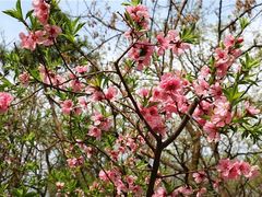 -龙口南山旅游景区