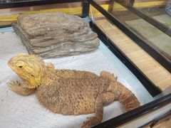 -上海大自然野生昆虫馆(东方明珠·爬宠昆虫探索中心)