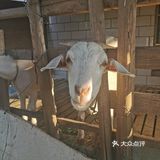 崇明九月份猕猴桃采摘