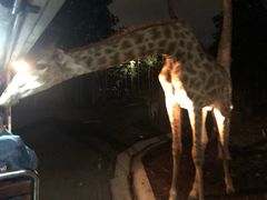 -清迈夜间动物园