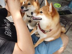 -柴犬高等学院·狗咖·柴犬售卖·宠物训练