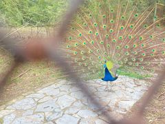 -金孔雀温泉旅游度假村