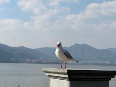 -海埂大坝