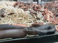 -青石桥花鸟鱼虫市场(叠翠城店)