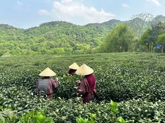-中国茶叶博物馆(双峰馆区)