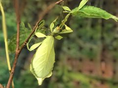 -上海大自然野生昆虫馆(东方明珠·爬宠昆虫探索中心)