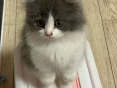 -欣宠猫屋·矮脚拿破仑·蓝金金渐层