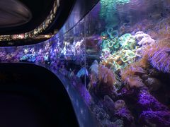 -悉尼海洋生物水族馆