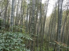 -井冈山革命烈士陵园