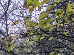 -杭州植物园