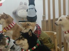 -柴迷FANS CLUB·柴犬狗咖·猫咖