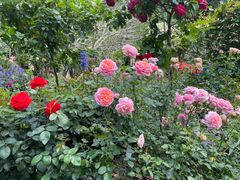 -深圳仙湖植物园