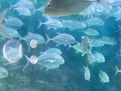 -烟台海昌鲸鲨海洋公园