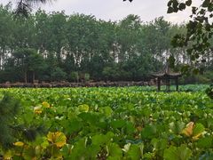 -合肥滨湖国家森林公园