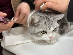 -中农大我爱我爱动物医院·核磁CT·猫病·24小时夜诊中心(石佛营店)