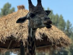 -北京野生动物园