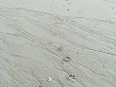 -日照海滨国家森林公园