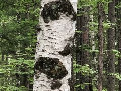 -峡谷浮石林景区