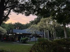 -金花茶公园