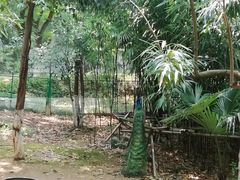 -镇江市南山风景名胜区竹林景区