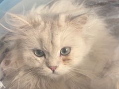 -瑞派福兴宠物医院犬猫全科·骨科·中西医结合(河东店)