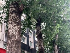 -陈寔包子王·卤煮小肠·京味小吃(龙潭店)