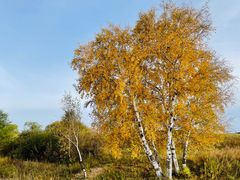 -塞罕坝国家级自然保护区