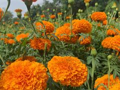 -松山湖梦幻百花洲