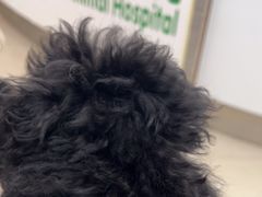 -爱侣宠医·鹦鹉专科·小型哺乳类·异宠专科(灵石路店)