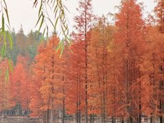 -白鹭湾湿地公园