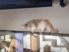 -瞄一喵猫咖(格力海岸店)