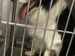 -安安宠医·安宠宠物医院