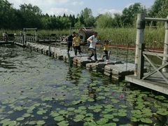 -溱湖国家湿地公园