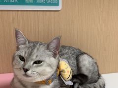 -谐和贝康宠物医院24小时·宠保定点(急重症转诊中心)