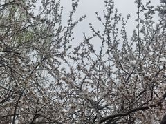 -桃花堤公园