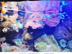 -悉尼海洋生物水族馆