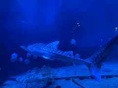 -烟台海昌鲸鲨海洋公园