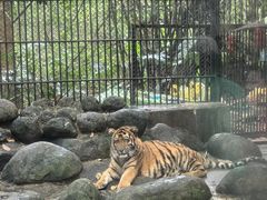 -海南热带野生动植物园