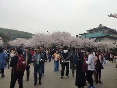 -武汉大学-樱园